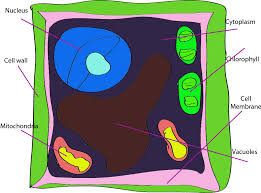 More images for picture of plant cell without labels » Pencil Animal Cell Easy Drawing And Label Novocom Top
