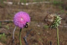 Image result for Carduus nyassanus