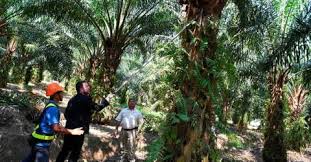 Its main focus is plantations with its major crops being oil palm and rubber. Sime Darby Plantation Provides Second Chance For Parolees