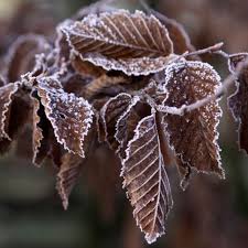 Image result for hornbeam hedge in winter