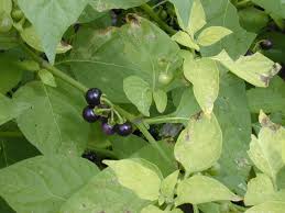 Image result for Solanum nigrum