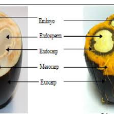 This results in the tender mesocarp turning into a fibrous mass coated in a thick, golden yellow, ripe mango like pulp. The Palmyra Palm Fruit Young Left And Palmyra Palm Fruit Ripe Right Download Scientific Diagram