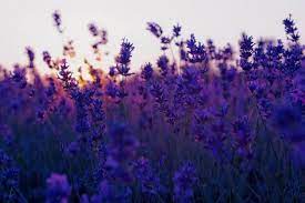 50 Computer Backgrounds Tumblr Download Free Hd Wallpapers For Desktop And Mobile Devi Purple Flowers Wallpaper Flower Background Wallpaper Field Wallpaper Posted by admin posted on februari 16, 2019 with no comments.