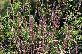 Image result for Achyranthes