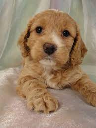 Like other puppies, a cockapoo pup's price depends on many factors. Cockapoo Puppy Breeder In Joice Iowa
