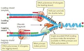Dna Replication