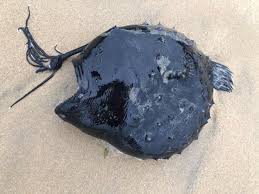 Pro bass angler scott martin will show you how to fish a football jig the right way. Fangs And Tentacles Rarely Seen Deep Sea Fish Washes Up On California Beach California The Guardian