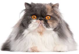 This is a very active rescue and listings can change daily. The Persian Cat Cat Breeds Encyclopedia