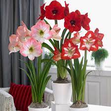 Amaryllis Trio Red Lion Apple Blossom Minerva Bulbs 3 Pack 1kit0152 The Home Depot Amaryllis Longfield Gardens Blooming Plants