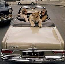 A Real Life Lion King Story Christian The Lion Reunion Lion Love Pets Pet Shop