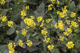 Edible wild flowers in ohio. Wild Mustard Herbal Use Learn How To Use Wild Mustard Plants
