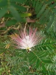 Image result for Calliandra brevipes