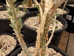 Image result for Sesamothamnus lugardii