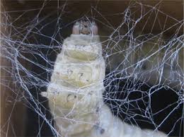 We did not find results for: Silk An Introduction International Sericultural Commission