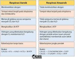 Tumbuhan dengan kandungan substrat yang rendah. Respirasi Aerob Dan Anaerob Idschool