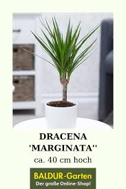 Dracena Marginata Ca 40 Cm Hoch 1a Qualitat Baldur Garten In 2020 Pflanzen Grunpflanzen Zimmerpflanzen