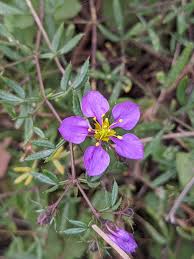 Image result for Fagonia