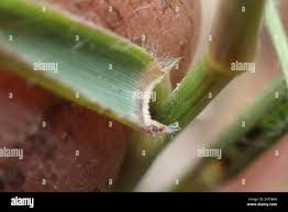 Image result for Eragrostis patentipilosa