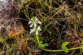 Image result for Sisyranthus imberbis