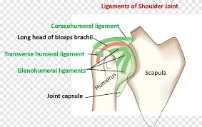 The human shoulder is made up of three bones Shoulder Joint Glenohumeral Ligaments Anatomy Angle Text Png Pngegg