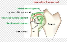 The shoulder tendons, or rotator cuff, can be susceptible to injury and inflammation. Shoulder Joint Glenohumeral Ligaments Anatomy Angle Text Png Pngegg