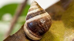 Series, realities, telenovelas, documentales y mucho más contenido de caracol televisión. Morre Lonely George Apenas Um Caracol Mas O Ultimo De Sua Especie