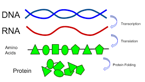 Deletion and insertion may cause what's called a frameshift, meaning the reading frame changes, changing the amino acid sequence. Investigation Dna Proteins And Mutations