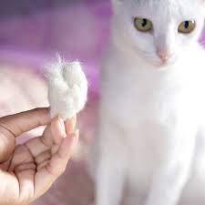 Cat Shedding What S Normal And What S Not Feline Medical Clinic
