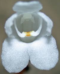 Image result for Didymoplexis