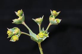 Image result for Struthiola montana