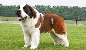 Are st bernards good dogs? Saint Bernard Dog Breed Information