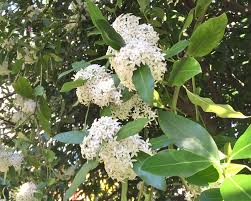 Image result for Acokanthera oblongifolia