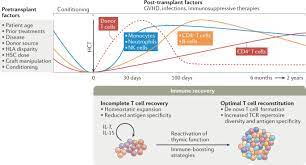 T Cell Regeneration After Immunological Injury Nature Reviews Immunology