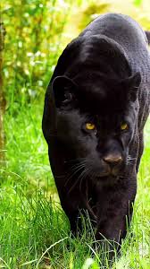 Image result for Panther Black 2001 Puma