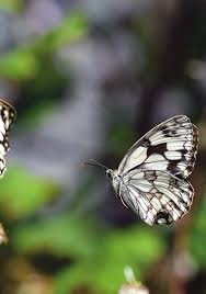 FOR LOVE OF LEPIDOPTERA