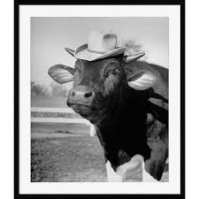 Free shipping on orders over $25 shipped by amazon. A Trained Cow Wearing A Hat Framed Giclee Print Wearing A Hat Cow Photographic Print