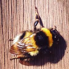 However, the species bombus hypnorum, the tree bumble bee, has been known to be more aggressive and their nests are fiercely guarded by drones. Bumble Bee On My Garden Fence Bee Cute Bee Carpenter Bee