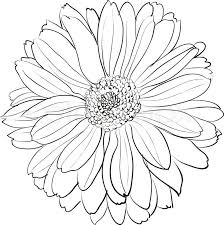 Chrysanthemum November Birth Flower For Rhea Flower Art Drawing Flower Line Drawings Chrysanthemum Drawing