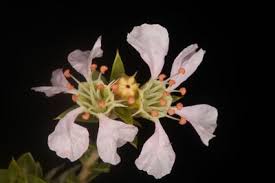 Image result for Anisotes rogersii