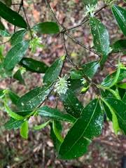 Image result for Cassipourea