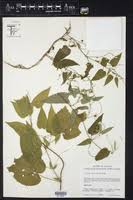 Image result for Tragia lasiophylla