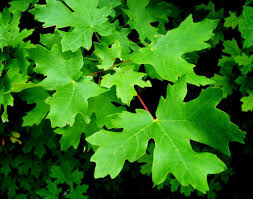 Image result for bigtooth maple