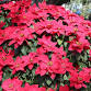12-15-2025  Holiday Plants - Centennial Park Branch Library, 5740 Moog Rd Event Image