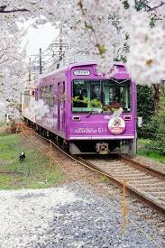Pink Purple Train Japan Jepang Tokyo Fotografi Bunga Sakura
