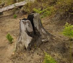 Image result for Widdringtonia whytei