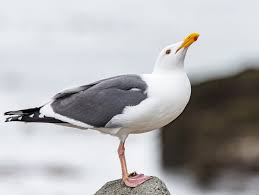Image result for seagull