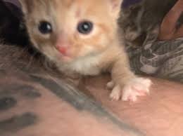 Get a daily email with the latest ads in your areas of interest. Kittens For Sale 2 Ginger Kittens Boys Free Cat And Kittens For Adoption Near Me Facebook