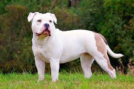English bulldog, bulldog cute, english bulldog puppy, bulldog lovers, british bulldog, bulldog lovers. Der Exotic Bulldog Exotic Bulldog Club E V