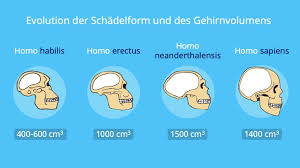 Der neandertaler ist allerdings vor etwa 130.000 jahren ausgestorben. Evolution Des Menschen Einfach Erklart Stammesgeschichte Mit Video