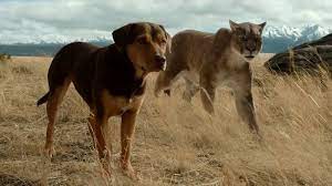 Maybe you would like to learn more about one of these? Drumul Unui Caine CÄƒtre CasÄƒ A Dog S Way Home Trailer Nou Subtitrat Cineghid